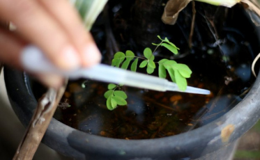 Pequenos recipientes e lixo são os principais criadouros do Aedes aegypti em SC