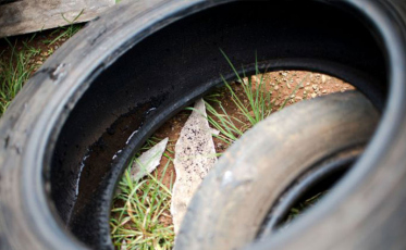 Inverno requer cuidados contra a dengue