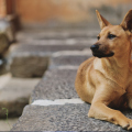 Nova Veneza abre inscrições para mutirão de castração gratuita de cães e gatos
