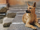 Nova Veneza abre inscrições para mutirão de castração gratuita de cães e gatos