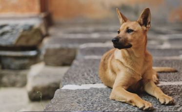 Nova Veneza abre inscrições para mutirão de castração gratuita de cães e gatos
