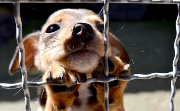 Delegacia eletrônica agiliza denúncias de abandono e maus-tratos aos animais