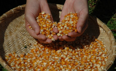 Em SC, safra de milho terá redução de 20,4%