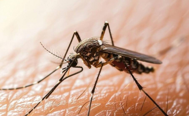 Santa Catarina já registra mais de 366 mil casos prováveis de dengue