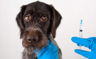 Sintomas, contaminação e outros fatos sobre a raiva