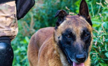 Cão farejador localiza 1,1kg de maconha em Tubarão