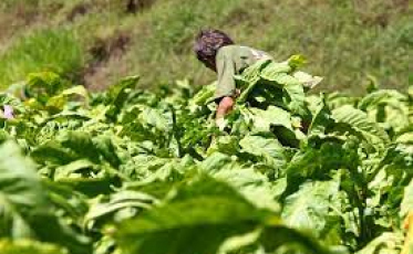 Epagri e CIASC fecham parceria de pesquisa e inovação para agricultura