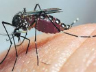 Aumentam casos de dengue no Brasil em 2019