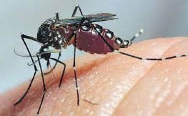 Aumentam casos de dengue no Brasil em 2019