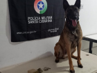 Com auxílio do cão policial, PM apreende drogas em Criciúma