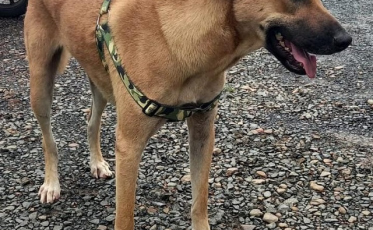 Protetora apura condições do Núcleo de Bem-estar Animal em Criciúma