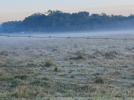Geada deixa prantas brancas em SC | Foto: Especial/4oito