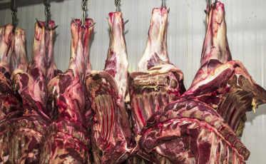 Abate de bovinos no Brasil volta a crescer após dois anos de queda