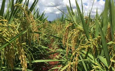 Presidente da Fedearroz critica importação de arroz