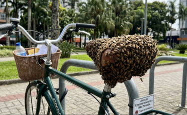 Abelhas viajantes: entenda o que são os enxames registrados em SC