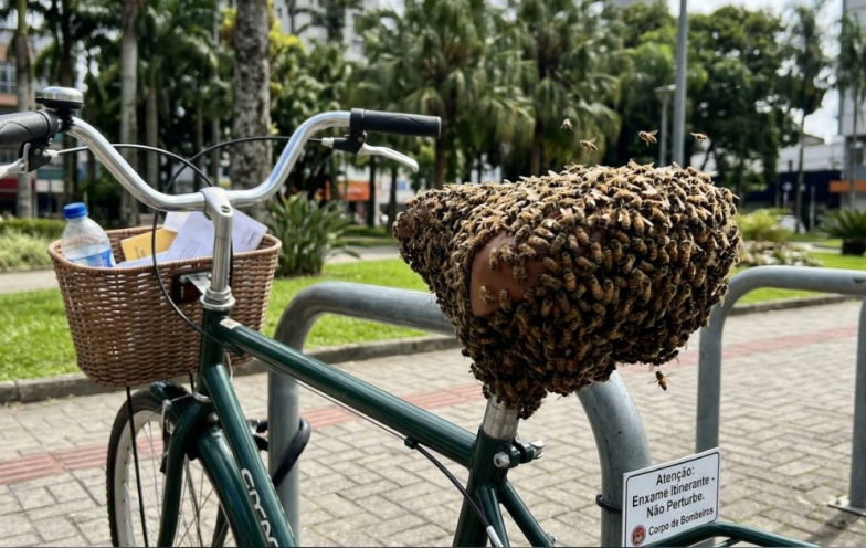 Abelhas viajantes: entenda o que são os enxames registrados em SC