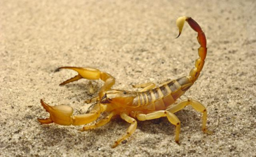 No primeiro semestre, 15 escorpiões foram encontrados na Amrec