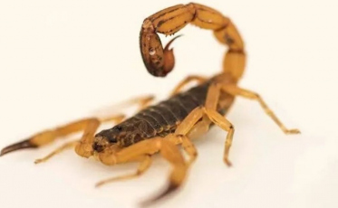 Cidade catarinense reforça alerta e orientações após registro de escorpião-amarelo