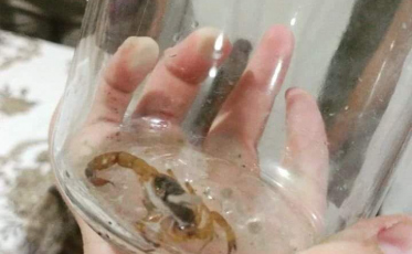 Município do Sul registra aparecimento de escorpião-amarelo