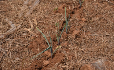 Estado investirá mais R$ 15 milhões para controlar efeitos da estiagem