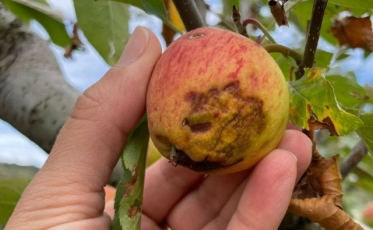 Estiagem em SC: o tamanho dos prejuízos na agricultura