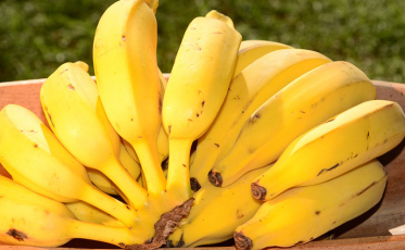 Epagri é premiada por produção de banana orgânica no Sul do Estado