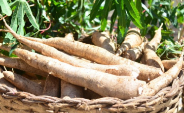 Epagri estima crescimento nas principais culturas de SC