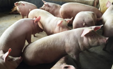 Santa Catarina amplia em 116% as exportações de carne suína para a China