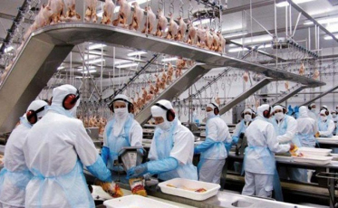 Santa Catarina deve manter exportações para a Arábia Saudita