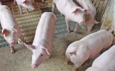Estado registra alta de 54% no faturamento com as exportações de carne suína em abril