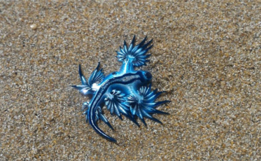 Dragão Azul chega ao litoral catarinense