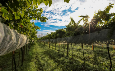 Aneel definirá novo prazo para recadastramento rural