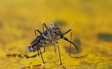 Santa Catarina inicia campanha contra a febre amarela