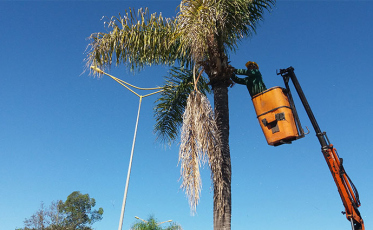 Famcri finaliza desfolha de coqueiros e poda de árvores na Avenida Centenário