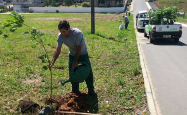 Morro Estevão recebe mudas de ipês