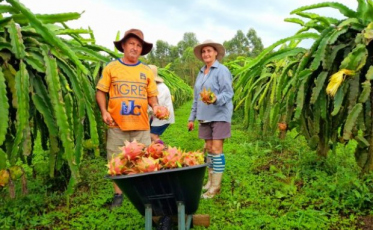 Santa Catarina se torna polo de produção sustentável de pitaya