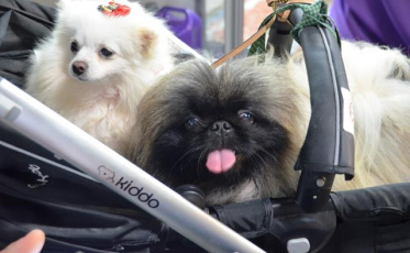 Farol Shopping agora é PetFriendly