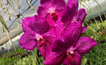 Dos riscos do fumo à beleza das orquídeas e morangos