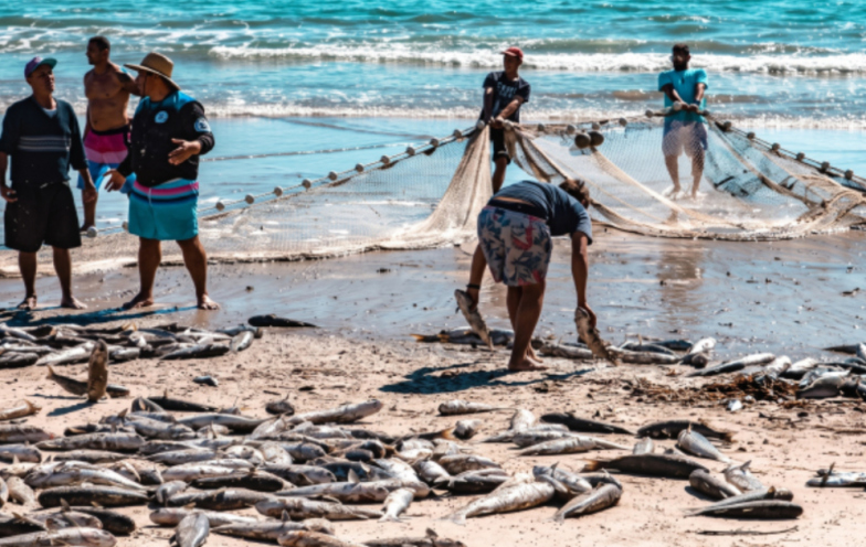 Rincão ganha aval para galpões e prepara estrutura para beneficiar até 6 toneladas de peixe por dia
