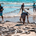 Rincão ganha aval para galpões e prepara estrutura para beneficiar até 6 toneladas de peixe por dia