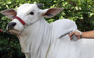 Consulta pública sobre febre aftosa termina na semana que vem