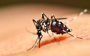 Em Urussanga, mais de 15 mil pessoas devem ser vacinadas contra a Febre Amarela