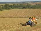 SC: Boletim indica crescimento nas safras catarinenses de soja, trigo, feijão e milho silagem
