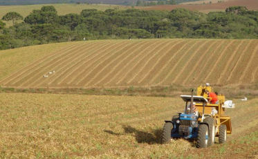 SC: Boletim indica crescimento nas safras catarinenses de soja, trigo, feijão e milho silagem