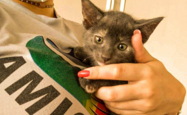 Forquilhinha terá feira de adoção de cães e gatos neste sábado