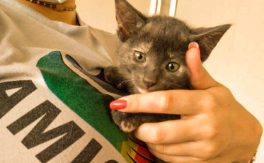 Criciúma Shopping realiza mais uma feira de adoção de animais