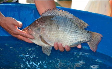 Içara retoma Feira do Peixe Vivo
