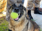 Morre Flecha, cadela que trabalhou durante 11 anos no K9 do 9° BPM