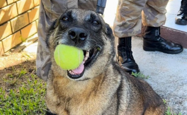 Morre Flecha, cadela que trabalhou durante 11 anos no K9 do 9° BPM