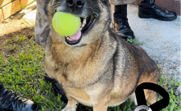 Morre Flecha, cadela que trabalhou durante 11 anos no K9 do 9° BPM
